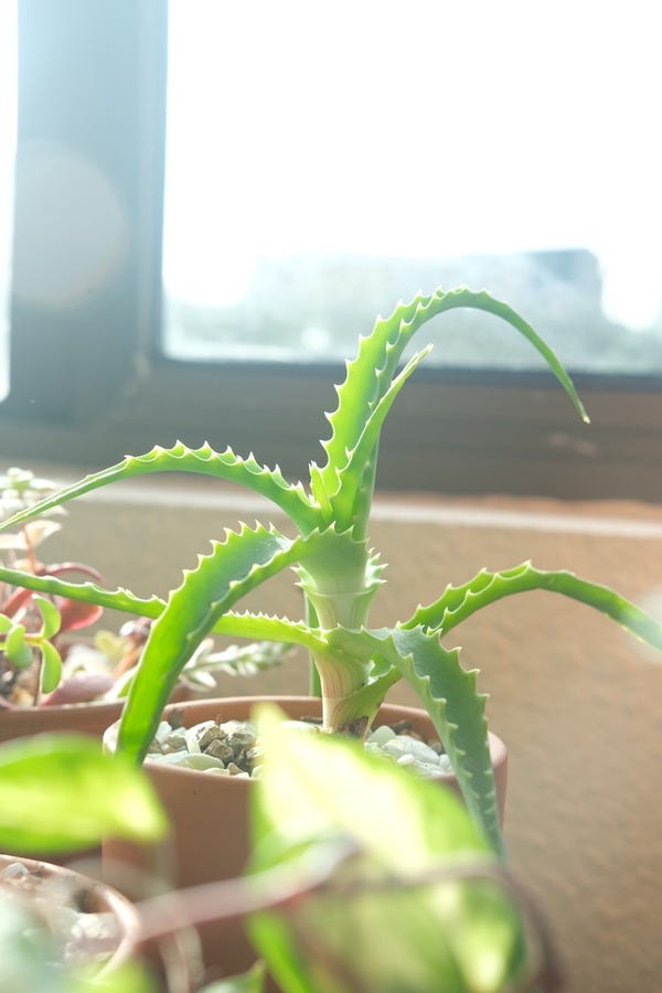 My aloe, after a really big drink of water, is *thriving*.