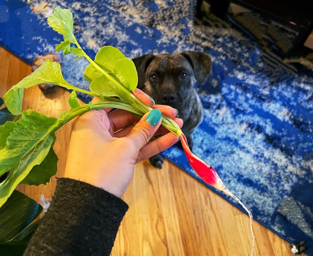 centered: a whole radish with leaves, dog in background looking up at it.