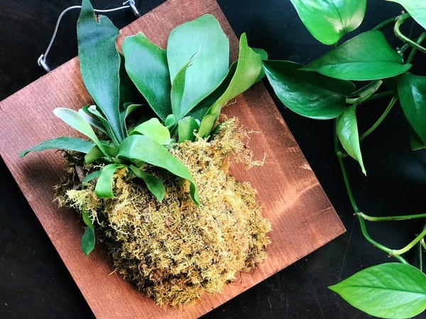 I have a new plant baby! This adorable staghorn fern is netted down on a board that is about 12" x 12". My best friend gifted it to me and it'll be resting right above my coffee cart.