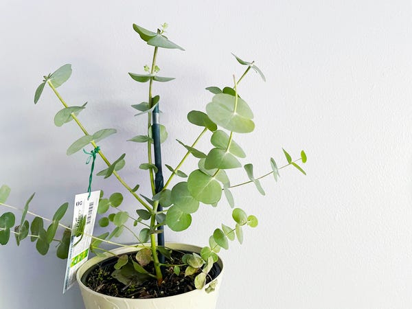 I went into the store to buy some yogurt and left with this eucalyptus plant (and yogurt, don't worry).
