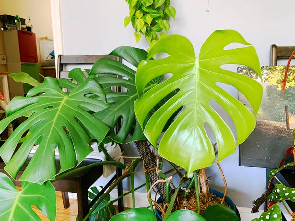 It's the first new leaf of this monstera since I moved into this place! 😍