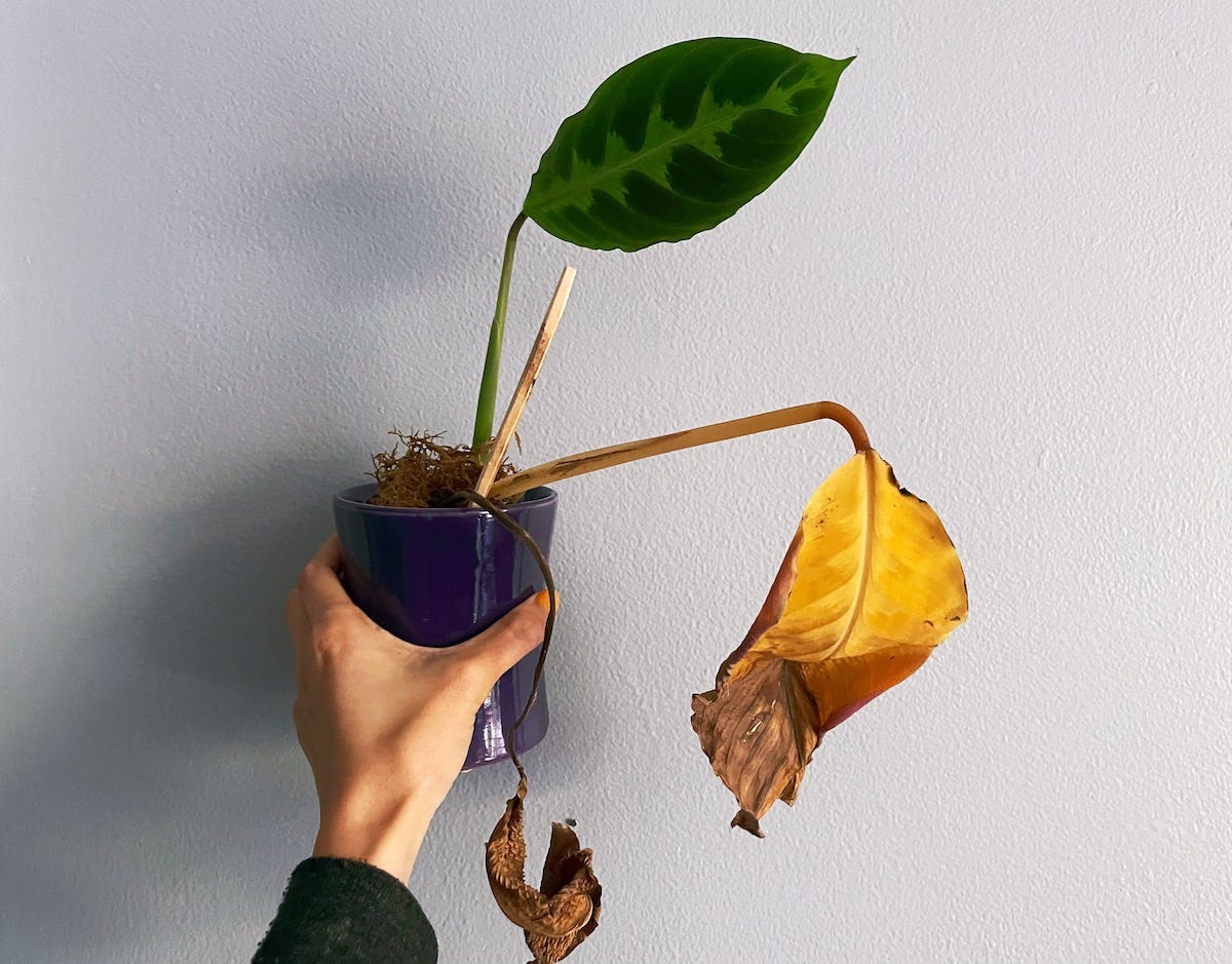 A hand holding a purple pot with three leaves coming out of it: green, yellow, shriveled/dead
