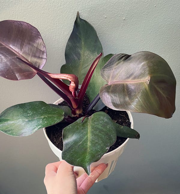 I walked into the plant store to pick up one saucer and walked out with two saucers and a plant. I think it's a phil. Red Congo but they repotted it at the store so I'm not certain. 