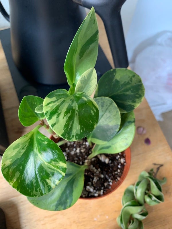 Went to a plant swap recently and picked up this beautiful Peperomia “golden gate."