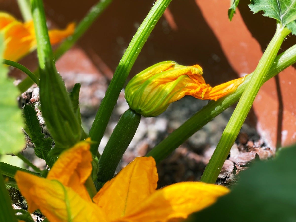 small zucchini in center growing out of a plant, a large yellow flower wilted at the end