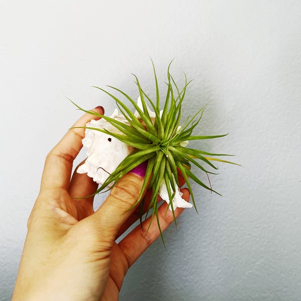 I don't remember where I found the shell but it's perfect for holding an air plant in place.