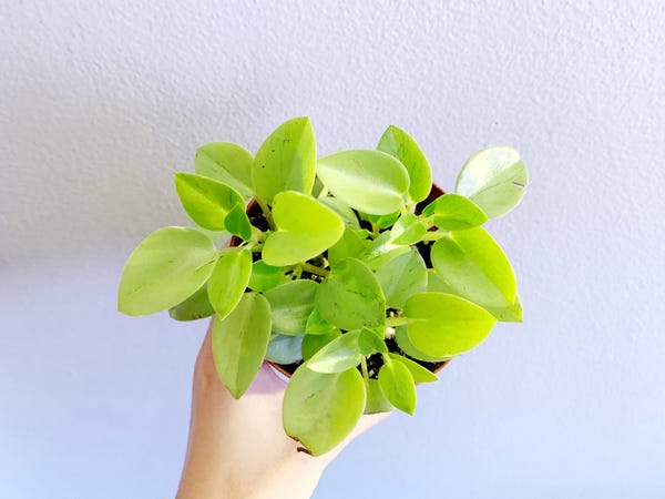 Picked up a cute Peperomia pixie the other day.