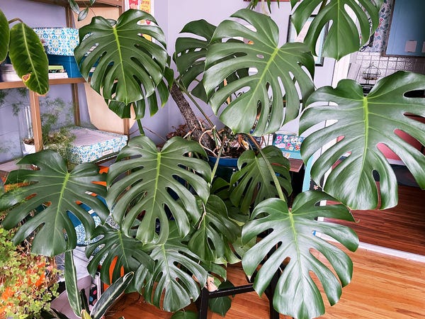 The monstera is enormous and I don't know what to do except not repot (it grows to fill the pot and I have no room!).