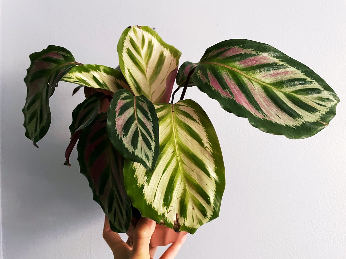 calathea plant with leaves in various shades