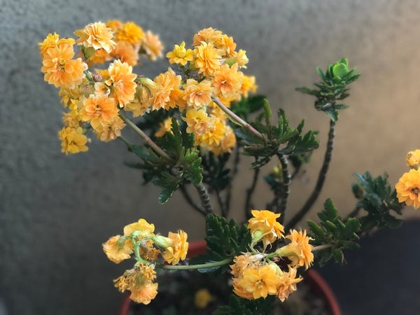 This Kalanchoe was happy when it arrived as a housewarming gift. And then it was on the brink of death (aphids) so I banished it outside to recover. After lots of love and anti-aphid spray, it's back on the mend and even flowering!