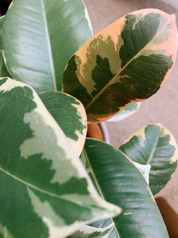 My variegated rubber plant with its fresh pink leaf that looks like a watercolor painting.