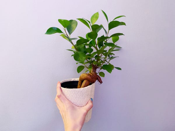 Crossed another wishlist plant off my list! The very sassy ficus ginseng.