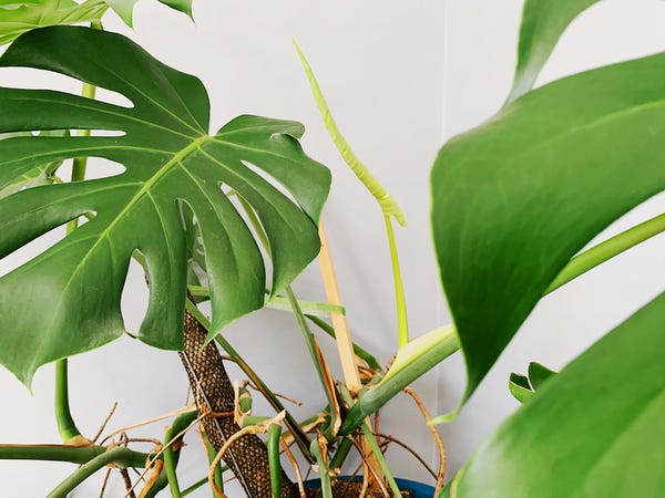 A new leaf on my monstera!