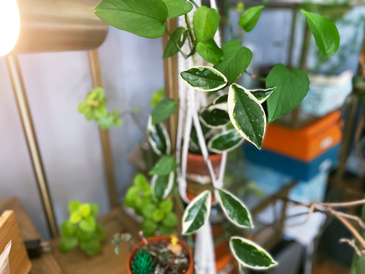 hoya krimson queen plant with leaves in focus. background is shelving and the rest of the plant.