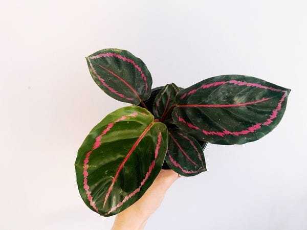 Yep, I got another calathea, I can't seem to stay away. The calathea dottie has these beautiful dark green leaves and hot pink coloring.