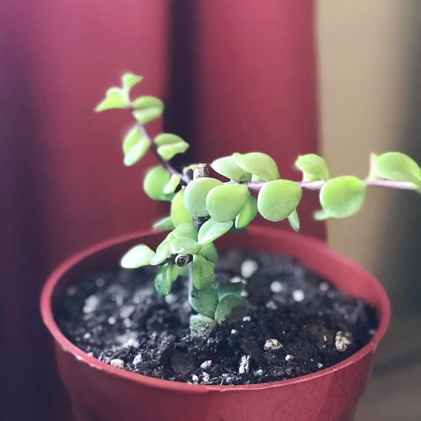 Picked up my newest plant baby–the elephant bush–at the farmers market! 😍