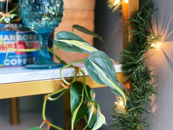 My Philodendron Brazil is quite happy wrapping its way around my shelves.