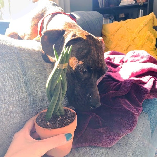 Zoey – who is completely uninterested in my plant babies – and my new braided snake plant.