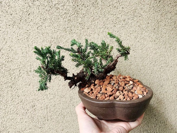 I went to bonsai workshop and potted my first bonsai! In two years, I should be able to refresh its soil and turn it 45ºCCW so it cascades more fully down the side. 