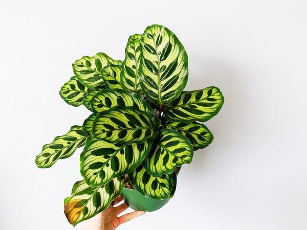 I purchased this beautiful Calathea Makayana as a birthday gift for myself last week. The undersides are purple & my fingers are crossed that I can keep this alive.