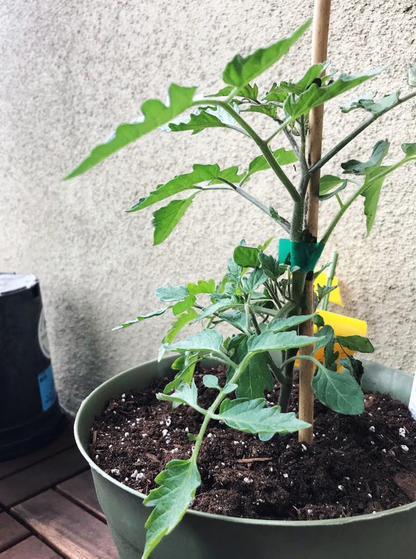 I got myself a cherry tomato plant! Now my fingers are crossed for it growing well and producing some fruit.