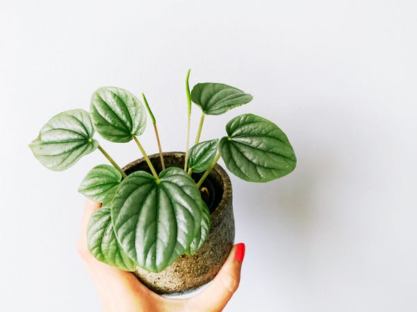 A month ago, I received this peperomia frost in a plant swap and now it's all happy and putting out "flowers" (the long stick things).