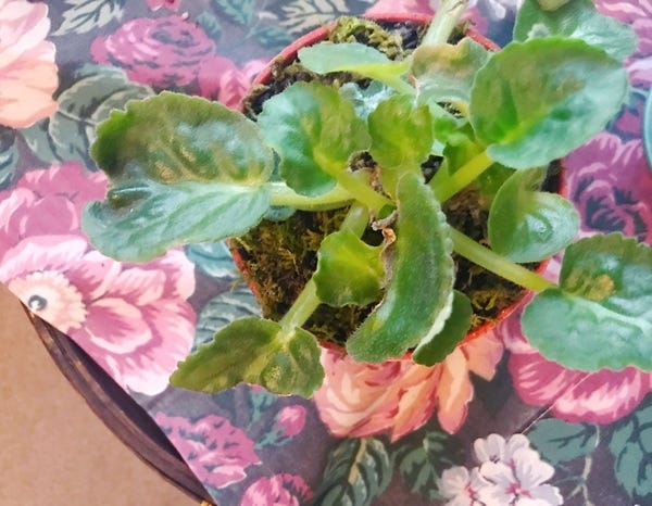 My poor African violet plant. When I bought it, it had flowers. It has dealt with the wrong soil, gnats in the correct soil, probably the wrong light, and maybe now leaf spot. I wish plants could talk sometimes!