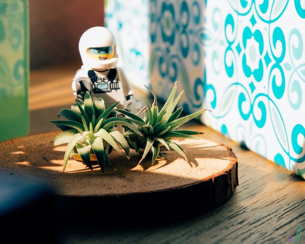 At my best friend's wedding, she gave away tiny air plants as the guests' gifts. LEGO figure for size.