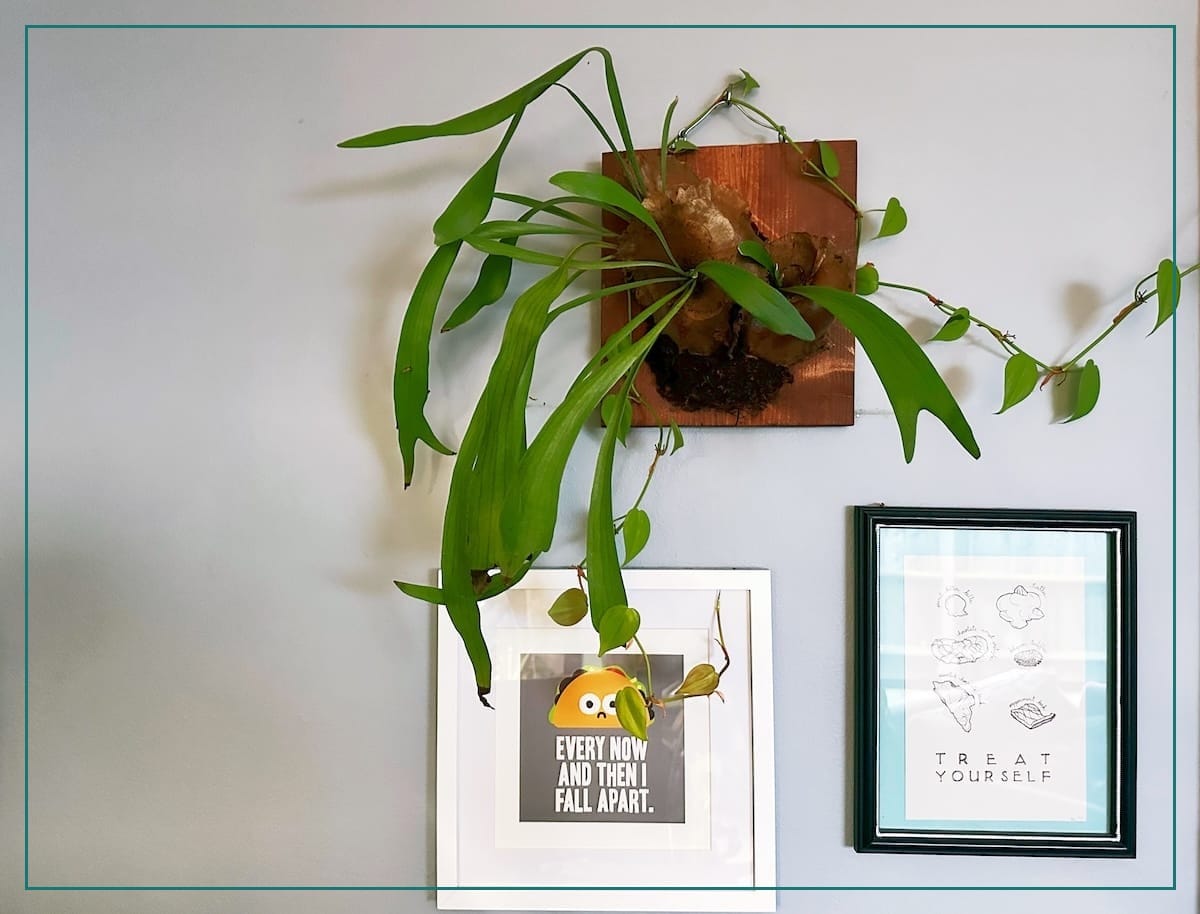 large staghorn fern mounted to wood board. two other prints are also by it.