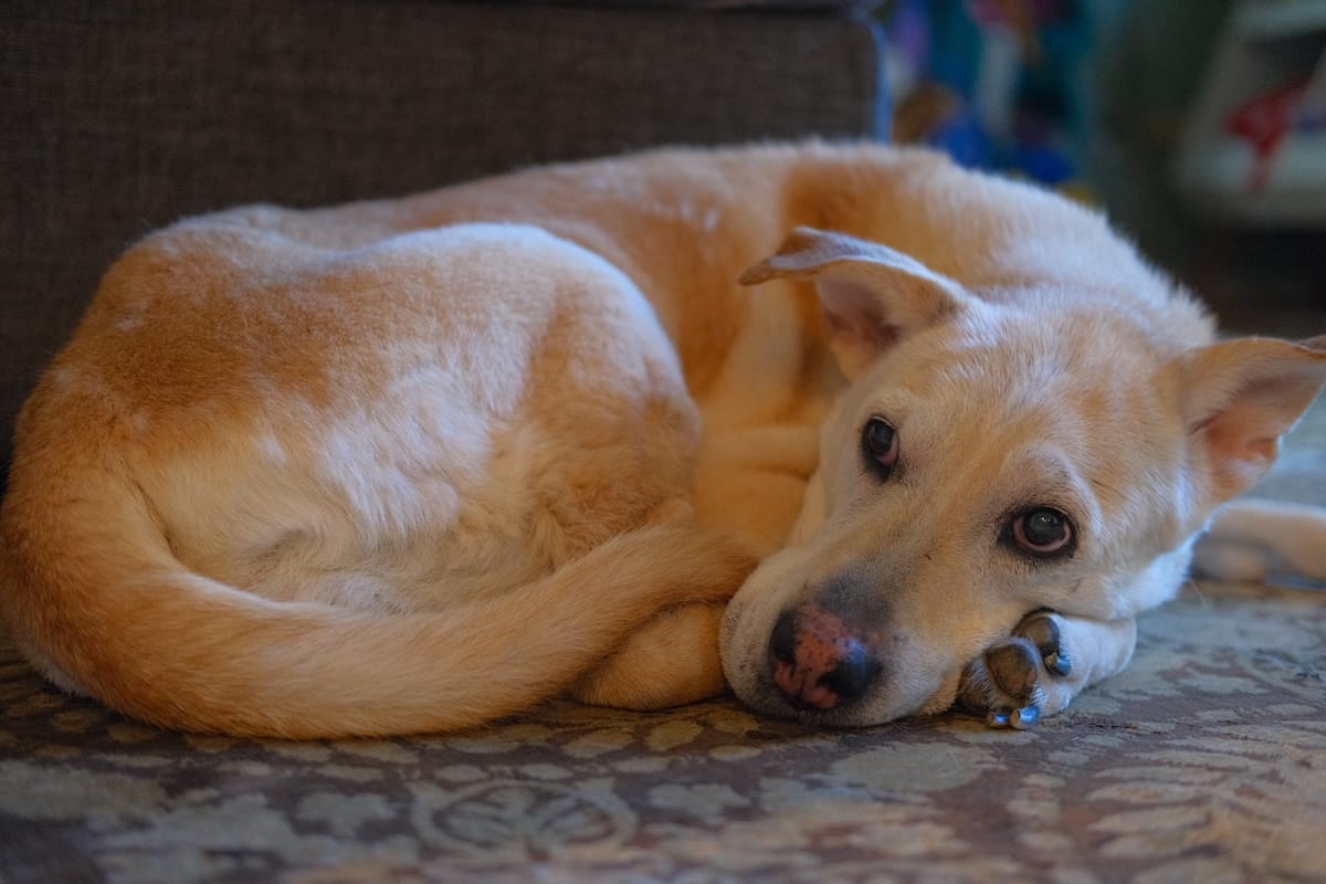 Highly Sensitive Person revelation