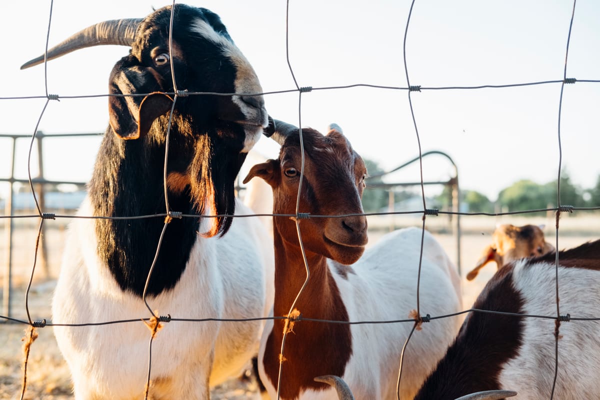 Photo Essay: Farmstay in Davis, CA